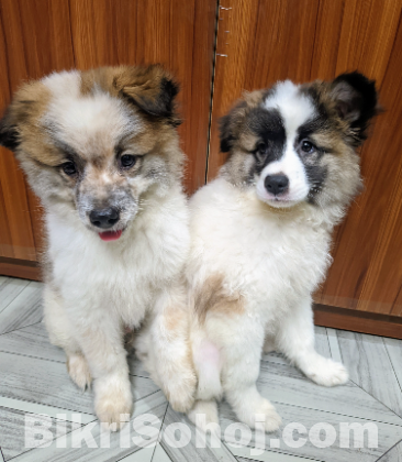 German Spitz - pure breed